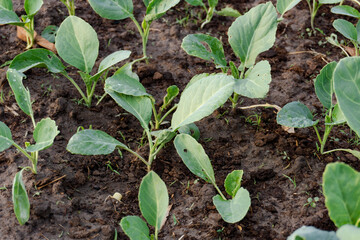 Fresh organic Chinese kale vegetable plant grow at vegetable garden