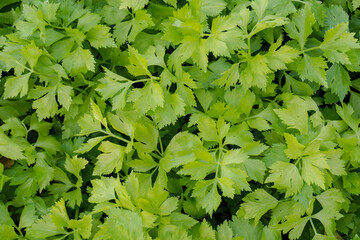 Celery plantation in the vegetable garden