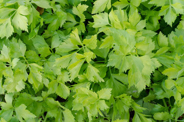 Celery plantation in the vegetable garden