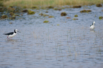 Pied stilts Himantopus leucocephalus. Hoopers Inlet. Otago Peninsula. Otago. South Island. New Zealand.