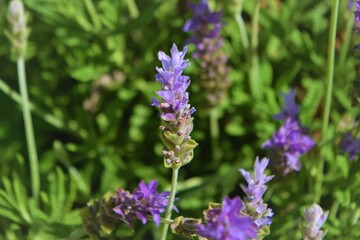 Purple Lavender flower. Closeup. Background.