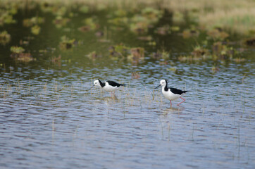 Pied stilts Himantopus leucocephalus. Hoopers Inlet. Otago Peninsula. Otago. South Island. New Zealand.