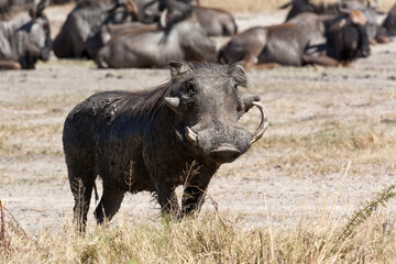 Warthog - Etosha National Park - Namibia