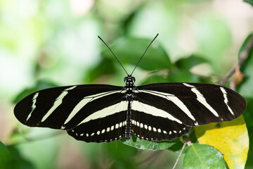 A Zebra Heliconian butterfly perched on a leaf at the National Butterfly Center.