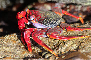 rote_Klippenkrabbe