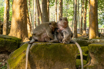 Monkey family having rest in the jungle