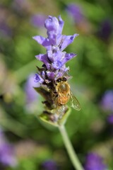 Purple Lavender flower. Closeup. Background.