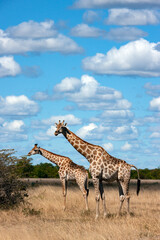 Giraffe - Giraffa camelopardalis - Botswana