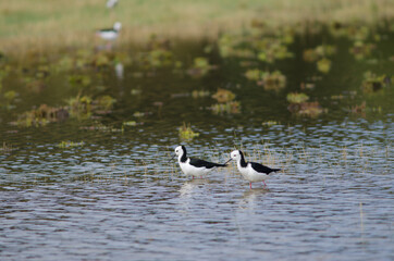 Pied stilts Himantopus leucocephalus. Hoopers Inlet. Otago Peninsula. Otago. South Island. New Zealand.