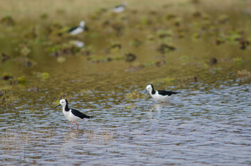 Pied stilts Himantopus leucocephalus. Hoopers Inlet. Otago Peninsula. Otago. South Island. New Zealand.