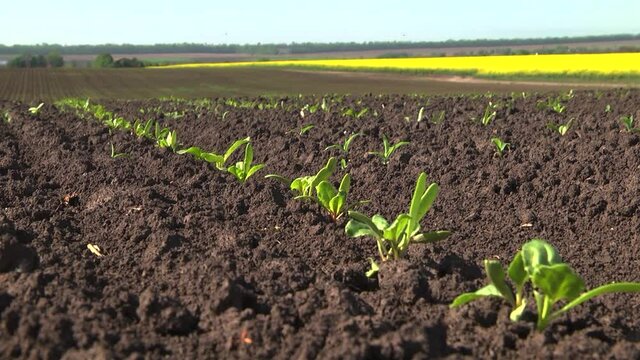 Sugar beet shoots with small leaves in the field