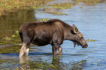 Cute Shiras Moose Calf in a Pond in Wyoming