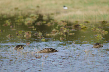 Females mallard Anas platyrhynchos feeding. Hoopers Inlet. Otago Peninsula. Otago. South Island. New Zealand.