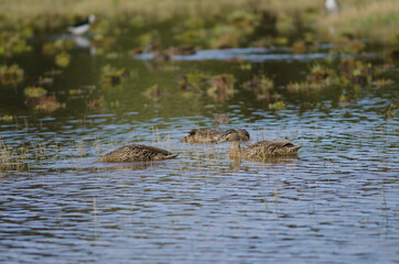 Females mallard Anas platyrhynchos. Hoopers Inlet. Otago Peninsula. Otago. South Island. New Zealand.