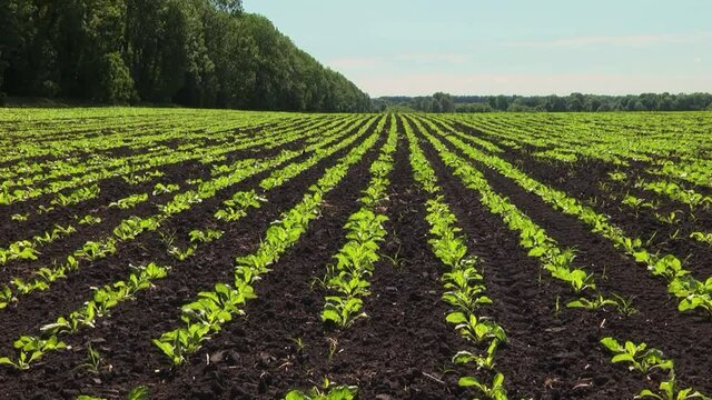 Sugar beet shoots with small leaves in the field