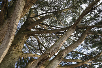 Fototapeta premium tree in the park