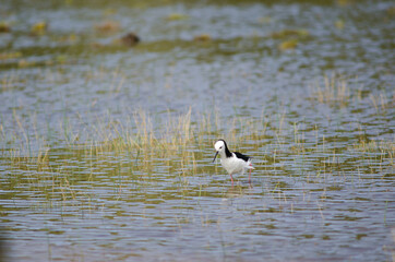 Pied stilt Himantopus leucocephalus. Hoopers Inlet. Otago Peninsula. Otago. South Island. New Zealand.