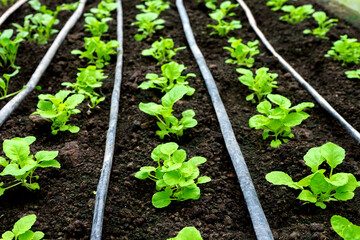 young vegetables on the soil  in Green house