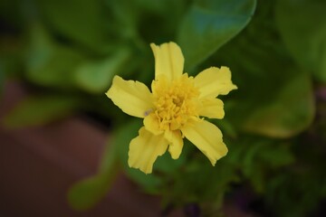 Beautiful yellow flower. Closeup. Background.