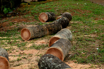 Coconut tree trunk cut into pieces