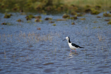 Pied stilt Himantopus leucocephalus. Hoopers Inlet. Otago Peninsula. Otago. South Island. New Zealand.