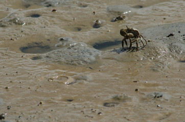 Tunnelling mud crab Austrohelice crassa feeding. Hoopers Inlet. Otago Peninsula. Otago. South Island. New Zealand.