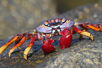 rote_Klippenkrabbe