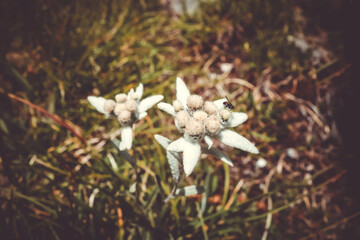 Edelweiss flowers in Vanoise national Park, France