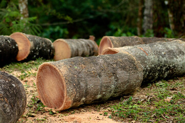 Coconut tree trunk cut into pieces