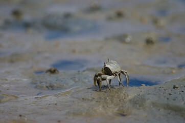 Tunnelling mud crab Austrohelice crassa. Hoopers Inlet. Otago Peninsula. Otago. South Island. New...