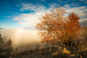 Fototapeta na wymiar Frozen grass against the backdrop of a beautiful sky and fluffy fog