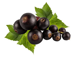 Black currant  isolated on white background with clipping path