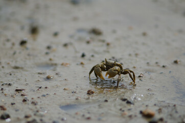 Tunnelling mud crab Austrohelice crassa feeding. Hoopers Inlet. Otago Peninsula. Otago. South Island. New Zealand.