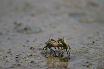 Tunnelling mud crabs Austrohelice crassa threatening each other. Hoopers Inlet. Otago Peninsula. Otago. South Island. New Zealand.
