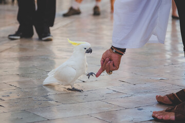 A man reaches his finger down to a cockatoo (Cacatuidae) and the handshake is made with the bird's...