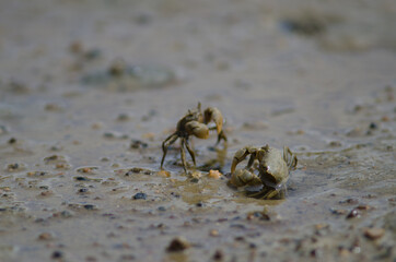 Tunnelling mud crabs Austrohelice crassa. Hoopers Inlet. Otago Peninsula. Otago. South Island. New Zealand.
