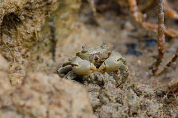 Tunnelling mud crab Austrohelice crassa feeding. Hoopers Inlet. Otago Peninsula. Otago. South Island. New Zealand.