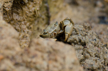 Tunnelling mud crab Austrohelice crassa. Hoopers Inlet. Otago Peninsula. Otago. South Island. New Zealand.