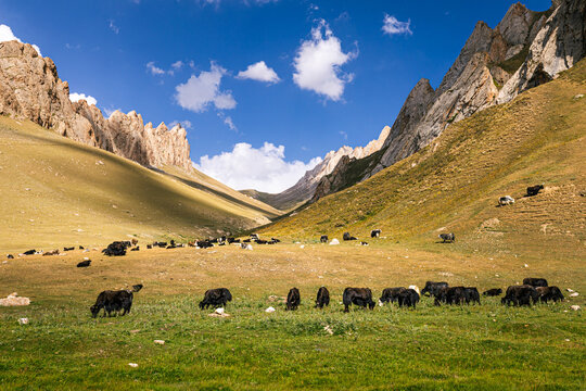Yak grazing near Tash Rabat, Kyrgyzstan