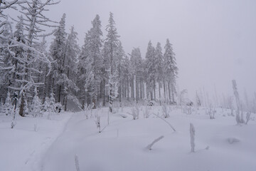 Spruce Tree foggy Forest Covered by Snow in Winter Landscape in beskydy czech