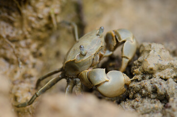 Tunnelling mud crab Austrohelice crassa feeding. Hoopers Inlet. Otago Peninsula. Otago. South Island. New Zealand.