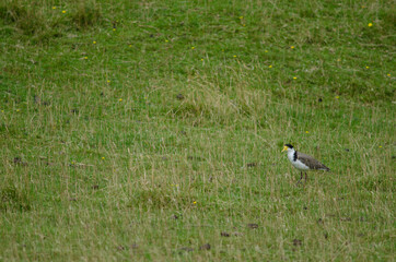 Spur-winged plover Vanellus miles novaehollandiae. Hoopers Inlet. Otago Peninsula. Otago. South Island. New Zealand.