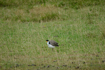 Spur-winged plover Vanellus miles novaehollandiae shaking the plumage. Hoopers Inlet. Otago Peninsula. Otago. South Island. New Zealand.