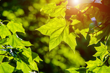 Green nature background with maple leaves
