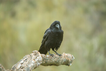 crow, the most intelligent bird, perched on a branch
