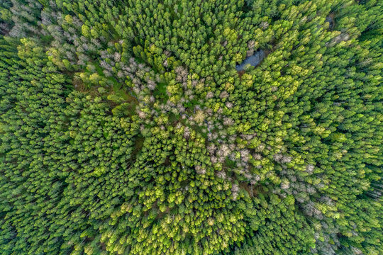 the texture of the green forest, the view from the top. Spring season, European Russia © Александр Ивасенко