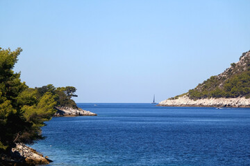 Fototapeta premium Pine trees growing on the shore. Beautiful Mediterranean landscape on island Lastovo, Croatia.