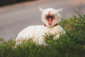 A white British shorthair cat (felis catus) takes a big yawn but looks like he's having a laugh on a summer evening in Nelson, B.C. Canada