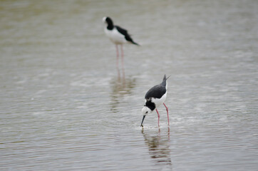 Pied stilt Himantopus leucocephalus catching a tunnelling mud crab Austrohelice crassa. Hoopers Inlet. Otago Peninsula. South Island. New Zealand.