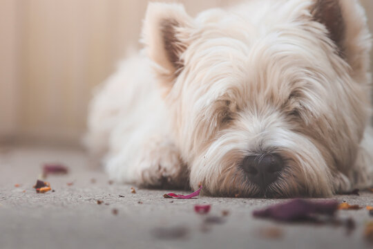 Adorable portrait of a snoozing West Highland White Terrier (Canis lupus familiaris) or Westie on a lazy summer afternoon.